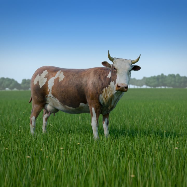 A brown and white cow looking up from the grass